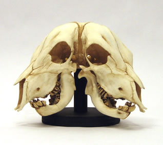 Two-Faced Calf Skull