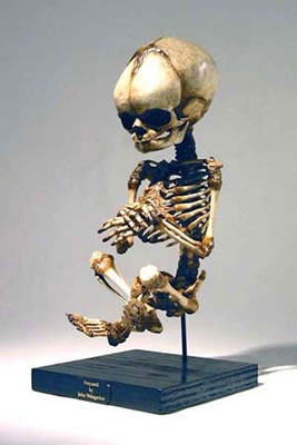 Baby Skeleton (fetal pose) 