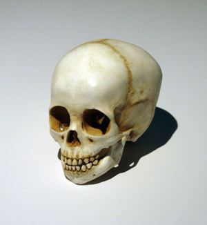 Four Year Old Human Skull